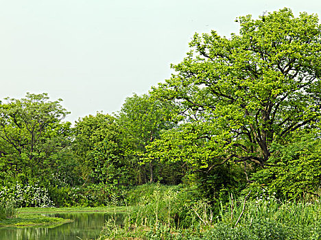 湿地里的柿树