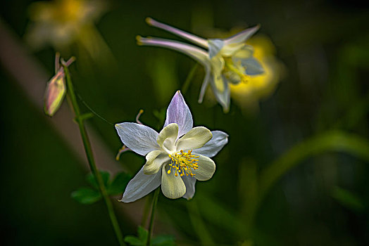 耧斗菜,毛莨科,花,花园,阿斯托里亚,俄勒冈,美国