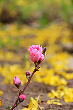 桃花,粉色,花开