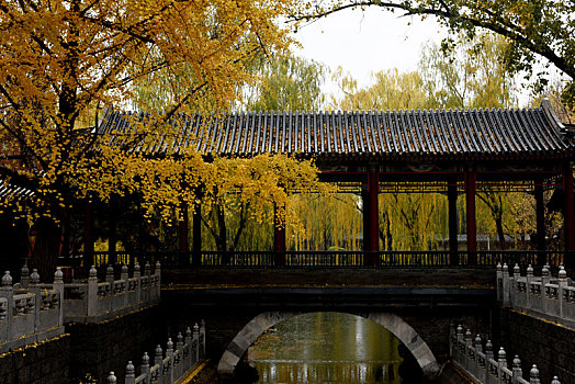 北京中山公园银杏叶一片金黄