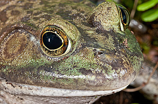 眼睛,牛蛙,加拿大