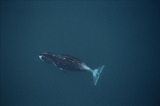 弓头鲸,航拍,脚,成年,冰,逆戟鲸,巴芬岛,加拿大