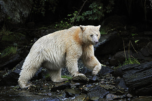 灵熊,基因,白色,彩色,黑熊,走,挨着,河流,大公主岛,不列颠哥伦比亚省,加拿大