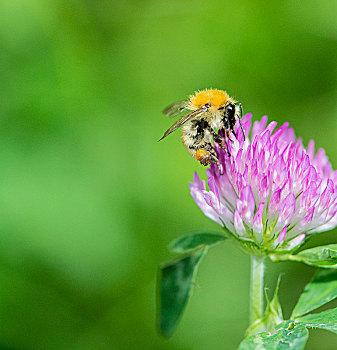 蜜蜂,苜蓿花,特写
