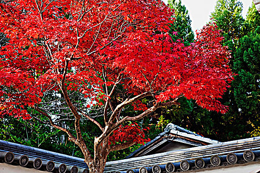 树,红叶,正面,日本寺庙,屋顶