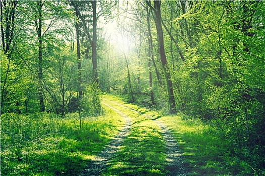 道路,绿色,树林,阳光