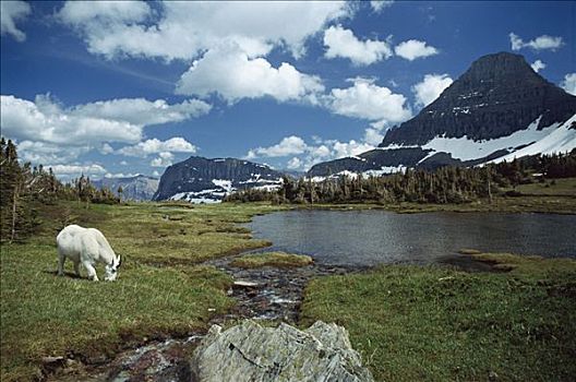 石山羊,雪羊,放牧,落基山脉,北美