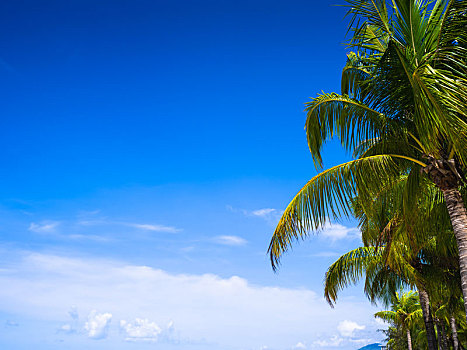 海南三亚晴朗天空蓝天白云椰子树低碳环保碳中和