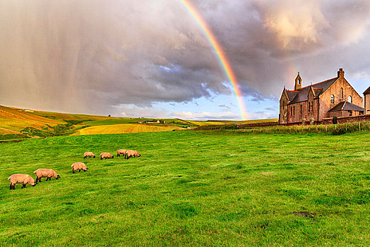 苏格兰,高地,家羊,绵羊,放牧,草地,彩虹,教堂,潘南,阿伯丁,英国