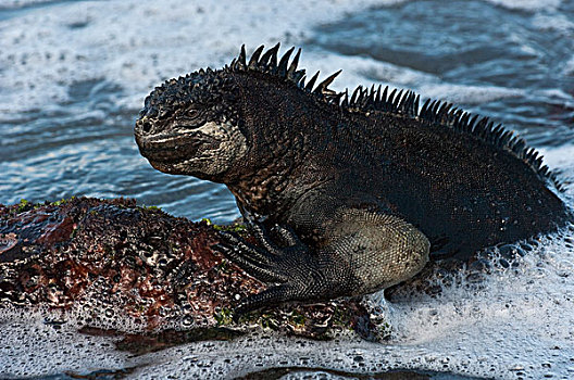 海鬣蜥,出现,水,波多黎各,圣克鲁斯岛,加拉帕戈斯群岛,厄瓜多尔