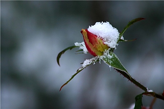 玫瑰,雪