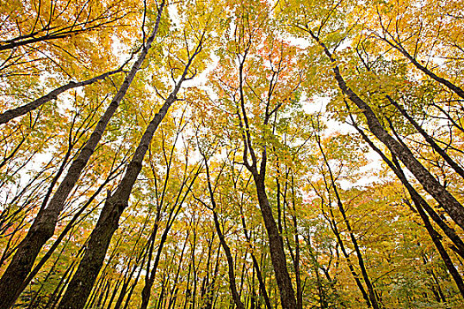 秋叶,树,桑德贝,安大略省,加拿大