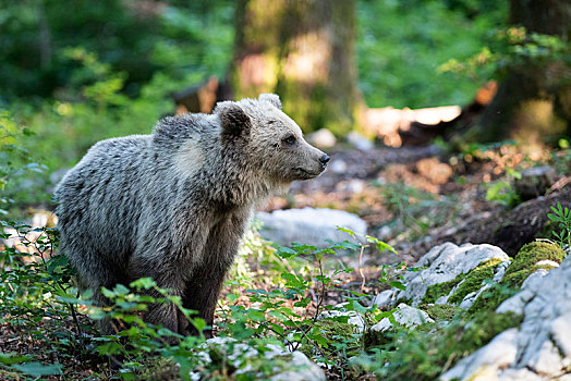 欧洲,棕熊,小动物,树林,区域,斯洛文尼亚