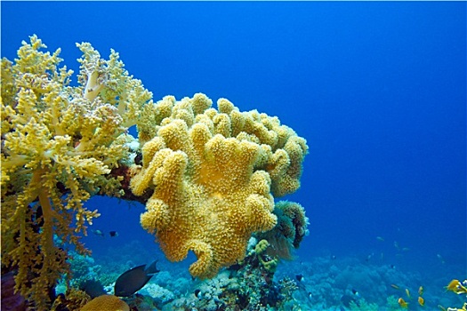 珊瑚礁,黄色,软珊瑚,仰视,红海,蓝色背景,水,背景