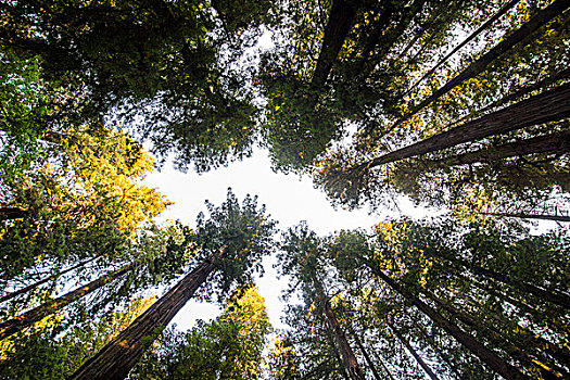 树梢,红杉,巨树之道,北加州,美国