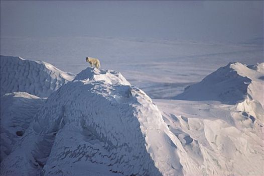 北极狼,狼,冰山,艾利斯摩尔岛,加拿大