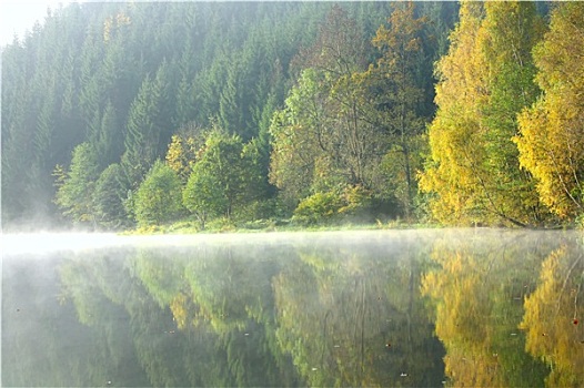 树林,湖,秋天,早晨