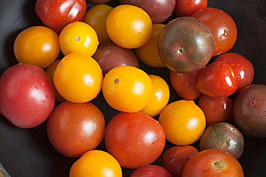 彩色,迷你,纯种西红柿