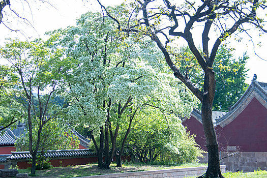 丁香花