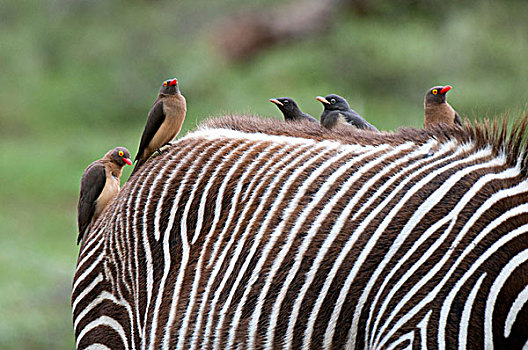红嘴牛椋鸟,细纹斑马,背影,萨布鲁国家公园,肯尼亚