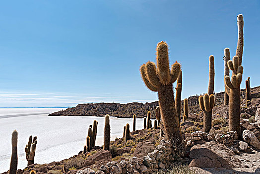 仙人掌,盐湖,乌尤尼盐沼,波托西地区,玻利维亚,南美