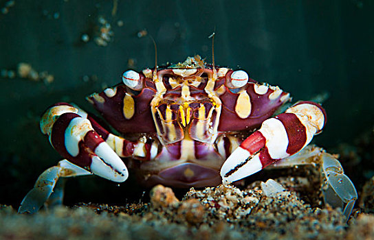 游泳,螃蟹,苏拉威西岛,印度尼西亚