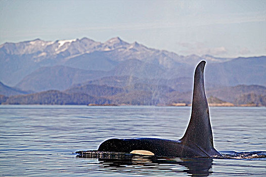 逆戟鲸,温哥华岛,不列颠哥伦比亚省,加拿大