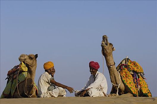 单峰骆驼,一对,驯养动物,塔尔沙漠,拉贾斯坦邦,印度