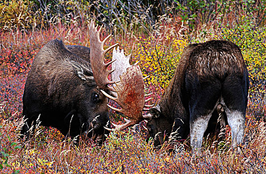 驼鹿,争斗,发情,季节,德纳里峰国家公园,阿拉斯加