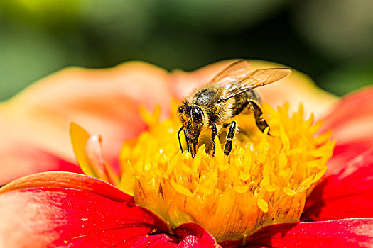 蜜蜂,收集,花蜜,大丽花,花,萨克森,德国,欧洲