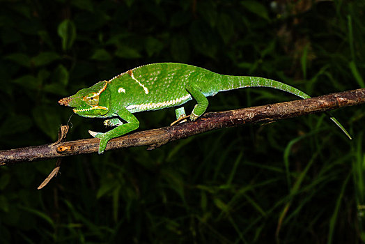 雄性,变色龙,安达斯巴曼塔迪亚国家公园,马达加斯加,非洲