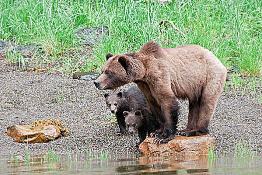 母熊,棕熊,站立,守卫,两个,幼兽,停止,饮料,河口,防护,保存,北方,王子,北海岸,不列颠哥伦比亚省,加拿大