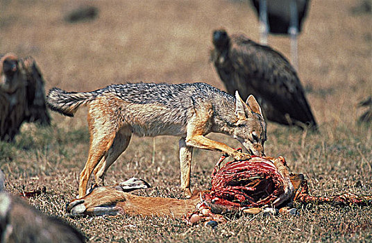 黑背狐狼,黑背豺,马赛马拉,公园,肯尼亚