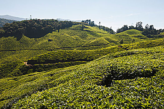 茶园,喀拉拉,印度