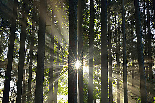 太阳,树林,石荷州,德国