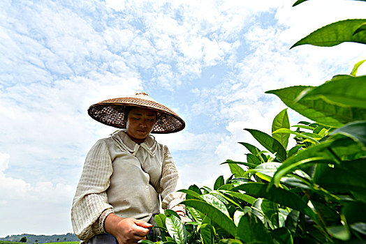 烈日下的采茶工