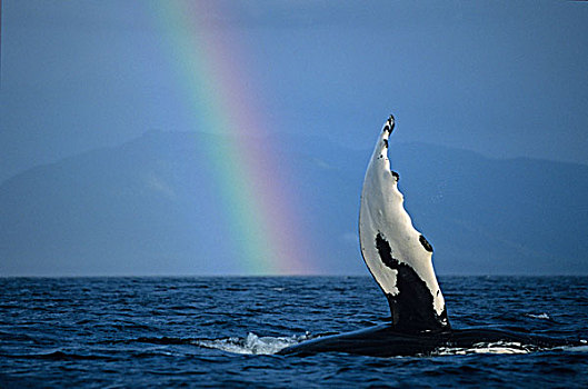 驼背鲸,拍击,脚蹼,彩虹,弗雷德里克湾,通加斯国家森林,东南阿拉斯加,夏天