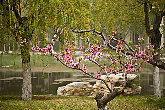 桃树,花卉,园林,绿地,春天