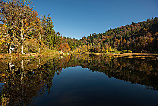 湖,秋天,树林,倒影,黑森林,巴登符腾堡,德国,欧洲