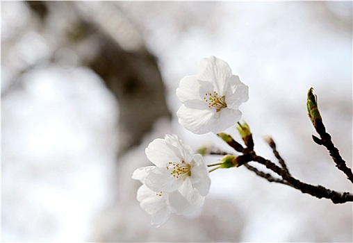 春天,盛开,樱桃树