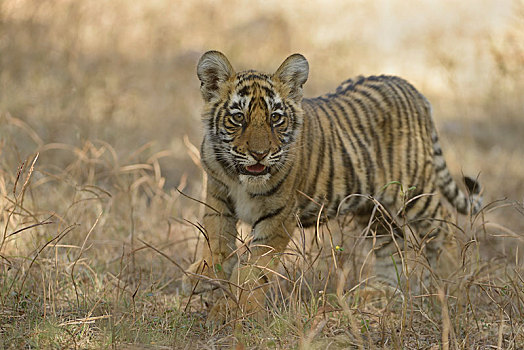 孟加拉虎,虎,幼兽,干草,拉贾斯坦邦,国家公园,印度,亚洲