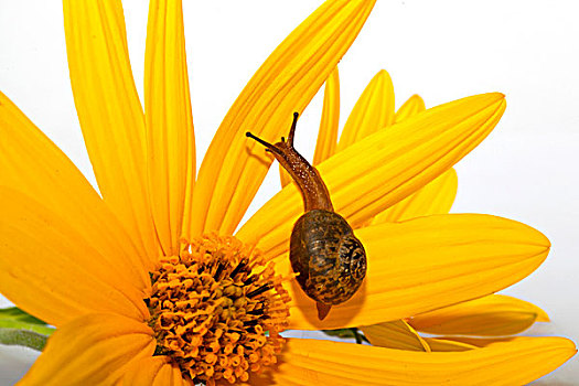 爬在黄色菊花花瓣上的小蜗牛