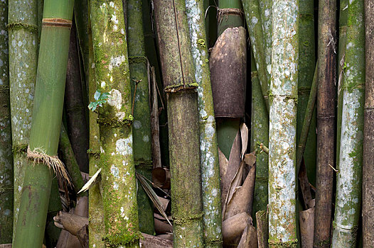 竹子,树,植物园,蓬塔雷纳斯省,哥斯达黎加,中美洲