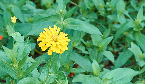 夏日里的野菊花