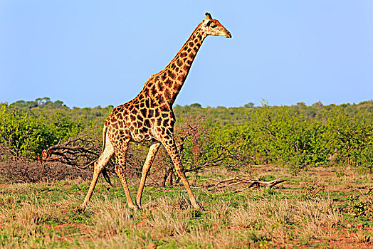 南方长颈鹿,长颈鹿,成年,克鲁格国家公园,南非,非洲