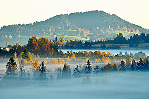 荒野,树,早晨,雾气,施维茨,瑞士,欧洲