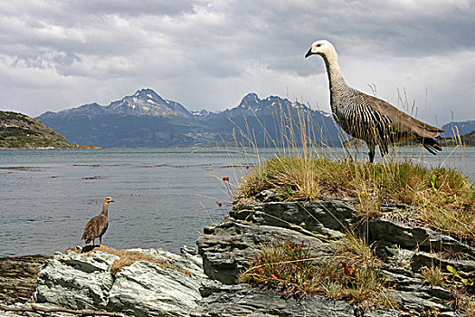 阿根廷,火地岛国家公园,两个,鹅,站立,海岸线,阳光,郊区,乌斯怀亚