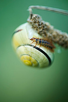 蜗牛,昆虫,爬行,壳