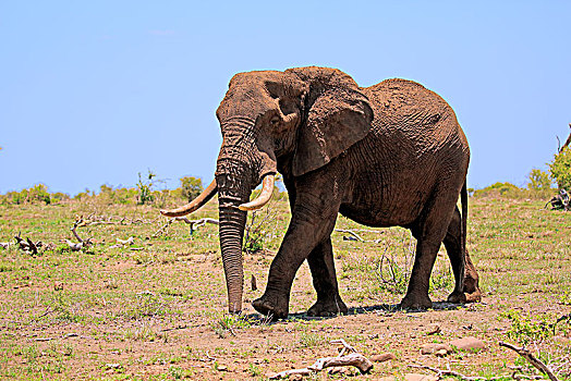 非洲象,成年,雄性,雄性动物,走,草地,克鲁格国家公园,南非,非洲