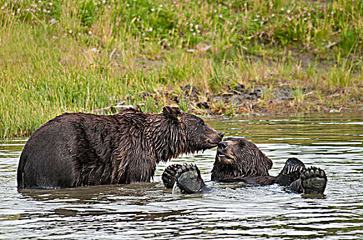 棕熊,玩,水塘,阿拉斯加野生动物保护中心,阿拉斯加,夏天